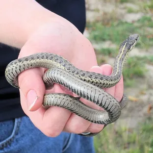 Garter Snakes