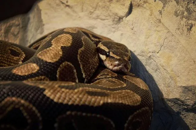 Royal python