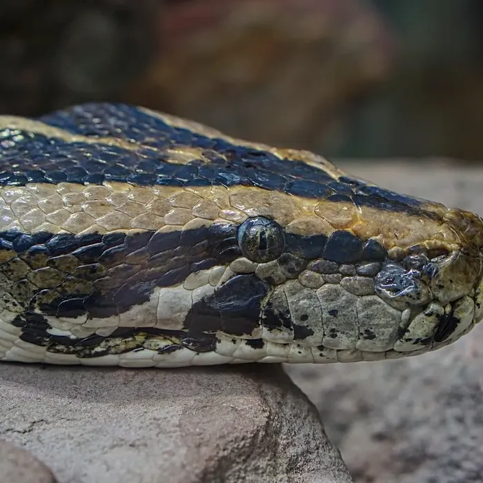 Female Banana Pastel Yellow Belly Ball Python Female Banana Pastel Yellow Belly Ball Python