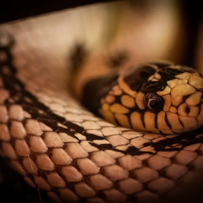 California Kingsnake