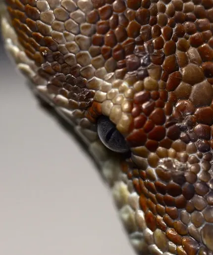 Rubber Boa snake