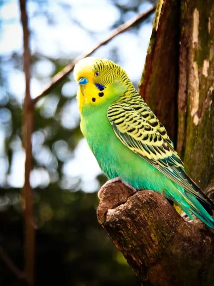Indian Ringneck parakeet