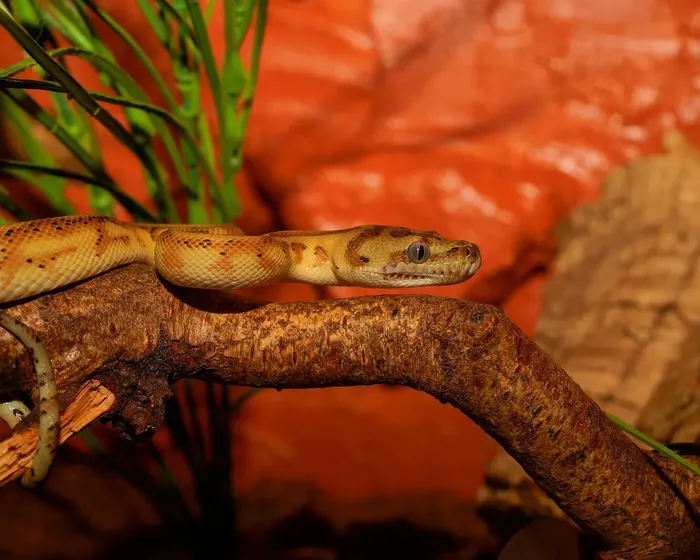 Scaleless Ball Python