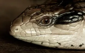 Northern Blue Tongue Skink Adult