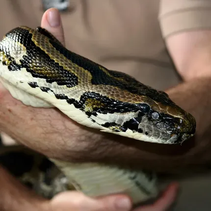 Mexican black king snakes
