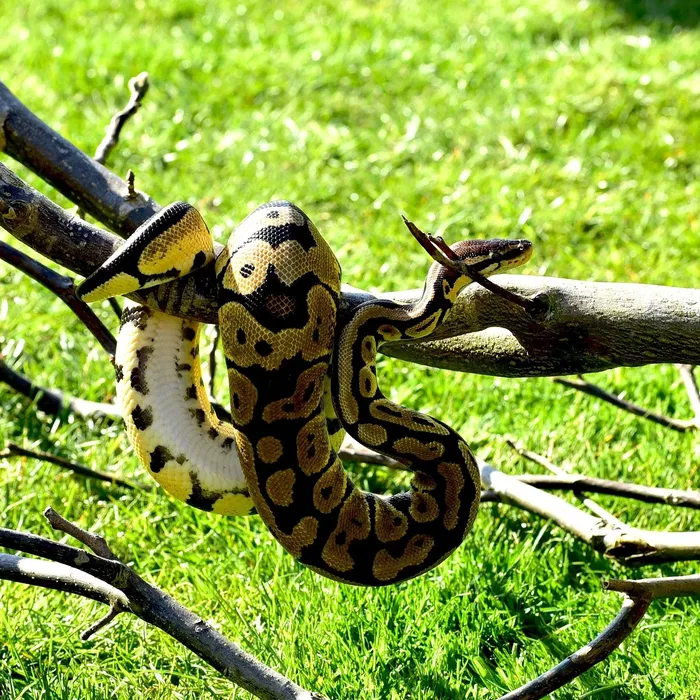 Female Super Pastel Het Puzzle Possible Het Clown Ball Python