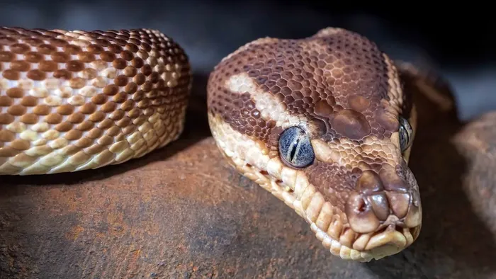 Male Pastel Het Puzzle Ball Python Male Pastel Het Puzzle Ball Python