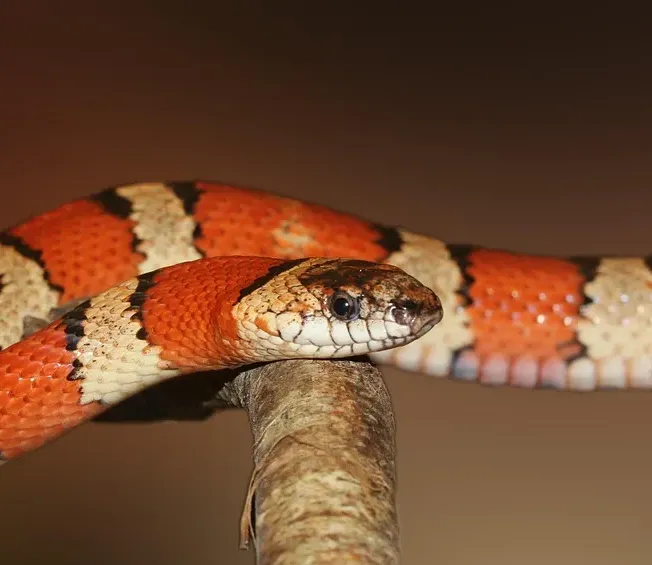 Western Hognose Snake
