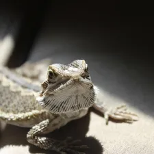 Red Ackie Monitor Baby