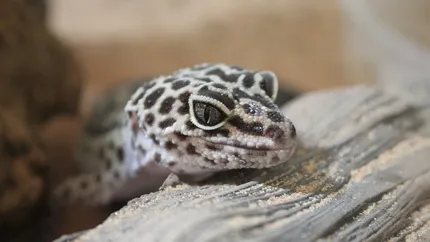Sky Blue Leopard Gecko humid hide, dry hide, food bowl, calcium & water dish combo