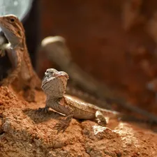 False Chameleon Baby