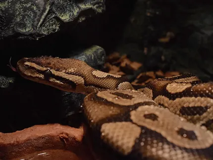 Royal Python