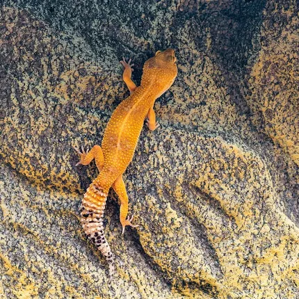 TBS Fire Bold Halloween Mask Bandit 100% Het Tremper Albino Possible W&Y *(super interesting pattern!)*