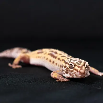 Red Stripe Tremper Leopard Gecko Adult