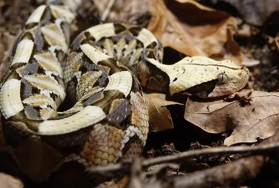Gaboon viper snake