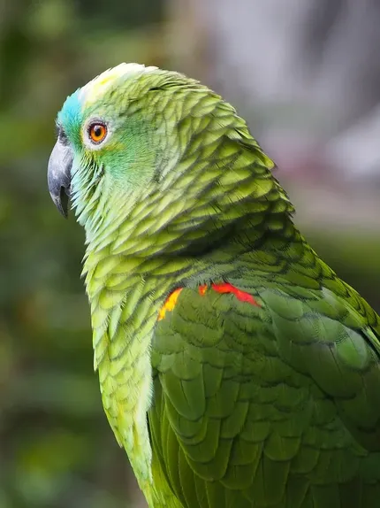 Indian Ringneck parakeet -Blue Harlequin
