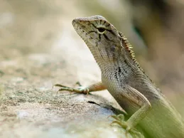 Red Nigerian Uromastyx Baby