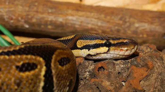 Female Super Pastel Enchi Het Clown Ball Python