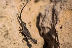 Caiman Lizard Baby
