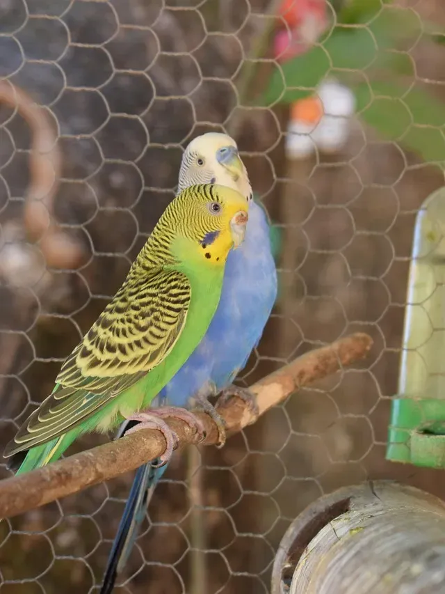 Indian Ringneck parakeet -Gray- FEMALE