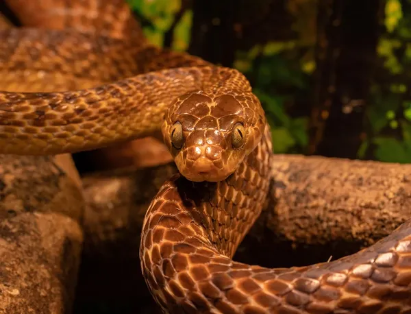 Greenish Rat Snake