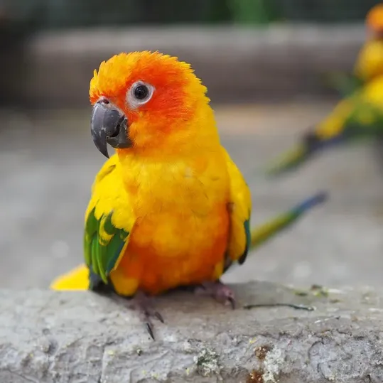 Sun conure Sun conure