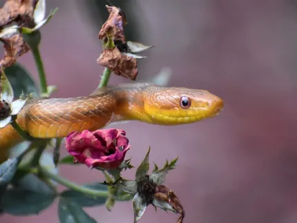 Black rat snakes