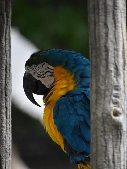 Indian Ringneck parakeet -Blue Harlequin Hillerman Male
