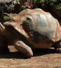 Red Foot Tortoise Sub Adult