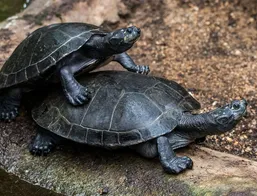 Hermann Tortoise Baby