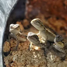 Frilled Dragon Baby