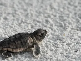 Chinese Box Turtle Baby