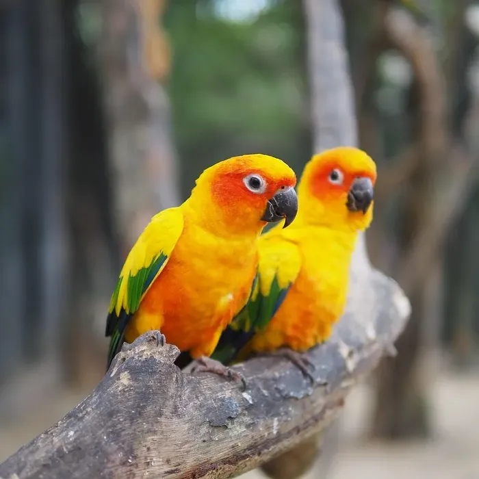 Sun conure