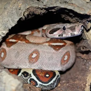 Red Tail Boa