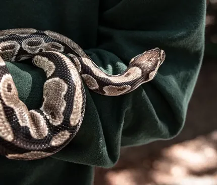 Rough green snake