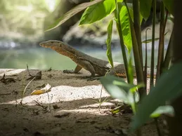T+ Albino Water Monitor (#7423-01)
