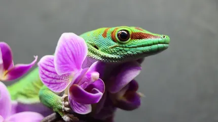 Sky Blue Leopard Gecko dry hide