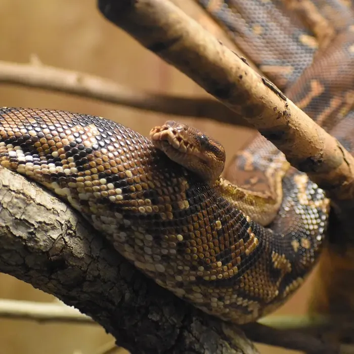 Female Super Pastel Het Puzzle Possible Het Clown Ball Python
