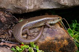 Pink Tongue Skink Adult