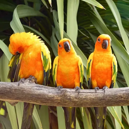 Green cheek conure - Suncheek