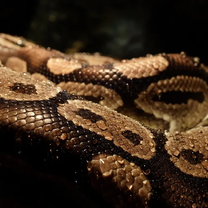 Female Pastel Het Puzzle Possible Het Clown Ball Python Female Pastel Het Puzzle Possible Het Clown Ball Python