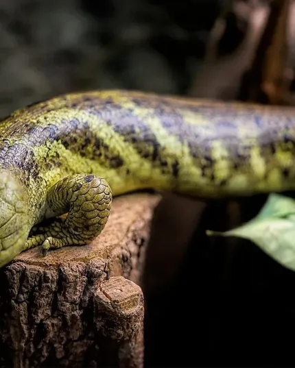 C.B. Baby Emerald Tree Skink