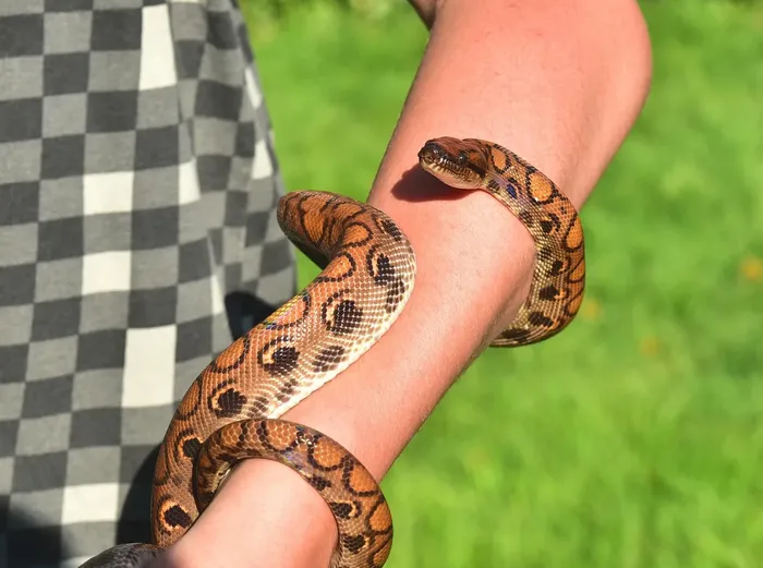 Dwarf Boa Dwarf Boa