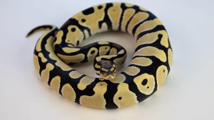 Female Super Pastel Enchi Het Clown Ball Python