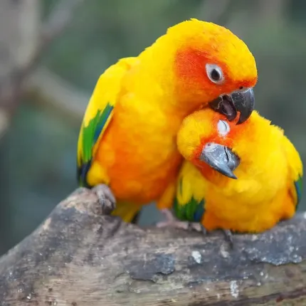 Green cheek conure - Yellowsided