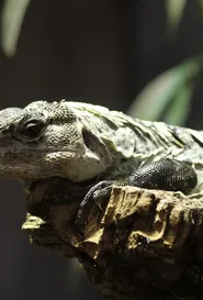 Red and Black Chuckwalla