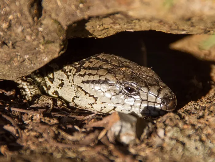 C.B. Baby Emerald Tree Skink