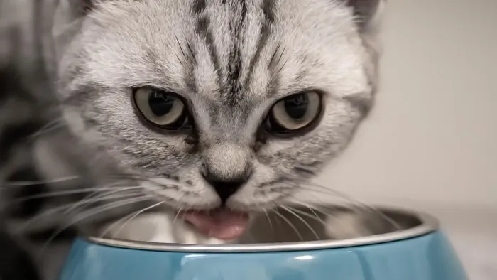 Strawberry Red Leopard Gecko food bowl calcium dish & water dish