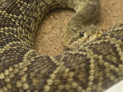 Tsk axanthic ball python