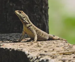 False Chameleon Adult